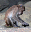 Animal cognition