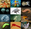 Animals