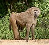 Baboons