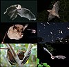 Bats