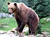 Bears