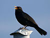 Blackbirds