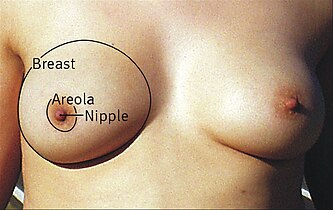 Breast