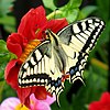Butterflies