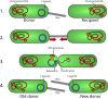 Digestion