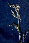 Hierochloe odorata