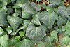 Ivy