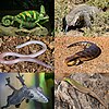 Lizards