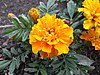 Marigolds