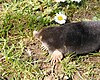 Mole (animal)