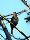 Nightingales