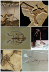 Pterosaurs