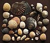 Seashells