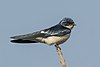 Swallows