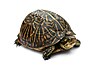 Turtles