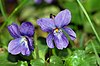 Violets