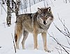 Wolves